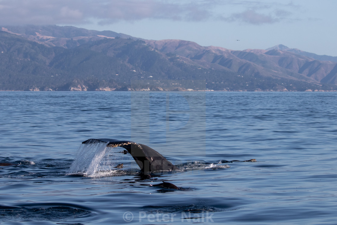 "Humpback and Carmel" by Peter Naik - $22.89 "Humpback and Carmel" stock image
