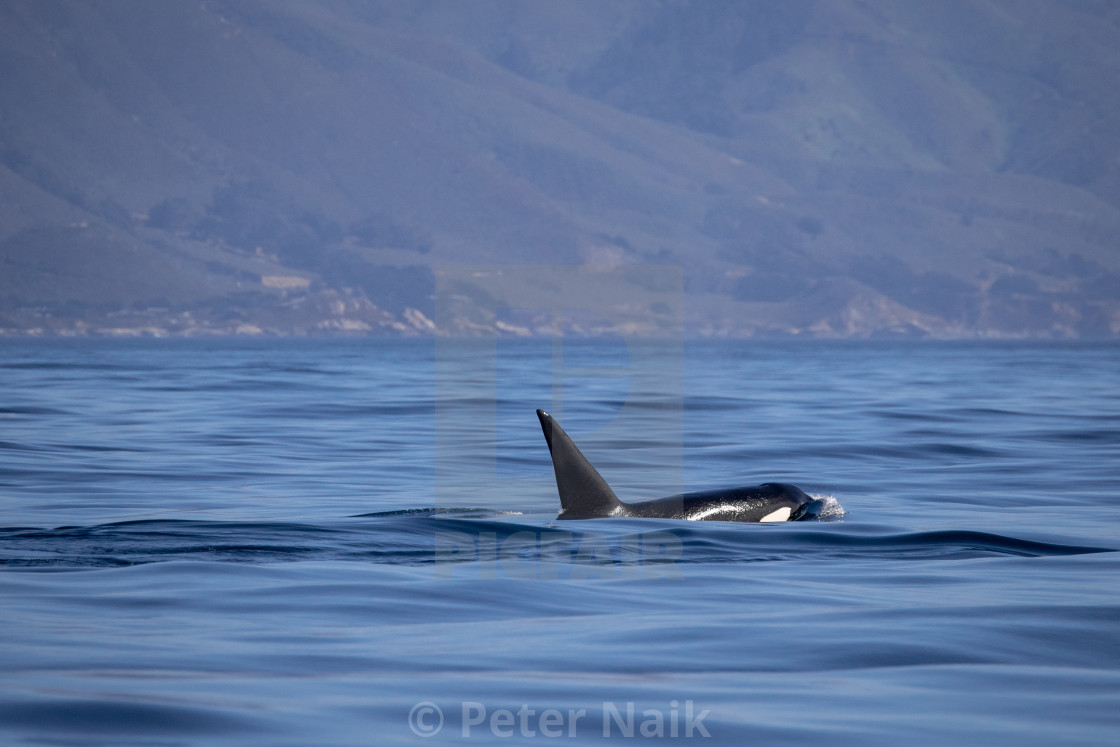 "Killer Whale heading south" by Peter Naik - $22.93 "Killer Whale heading south" stock image