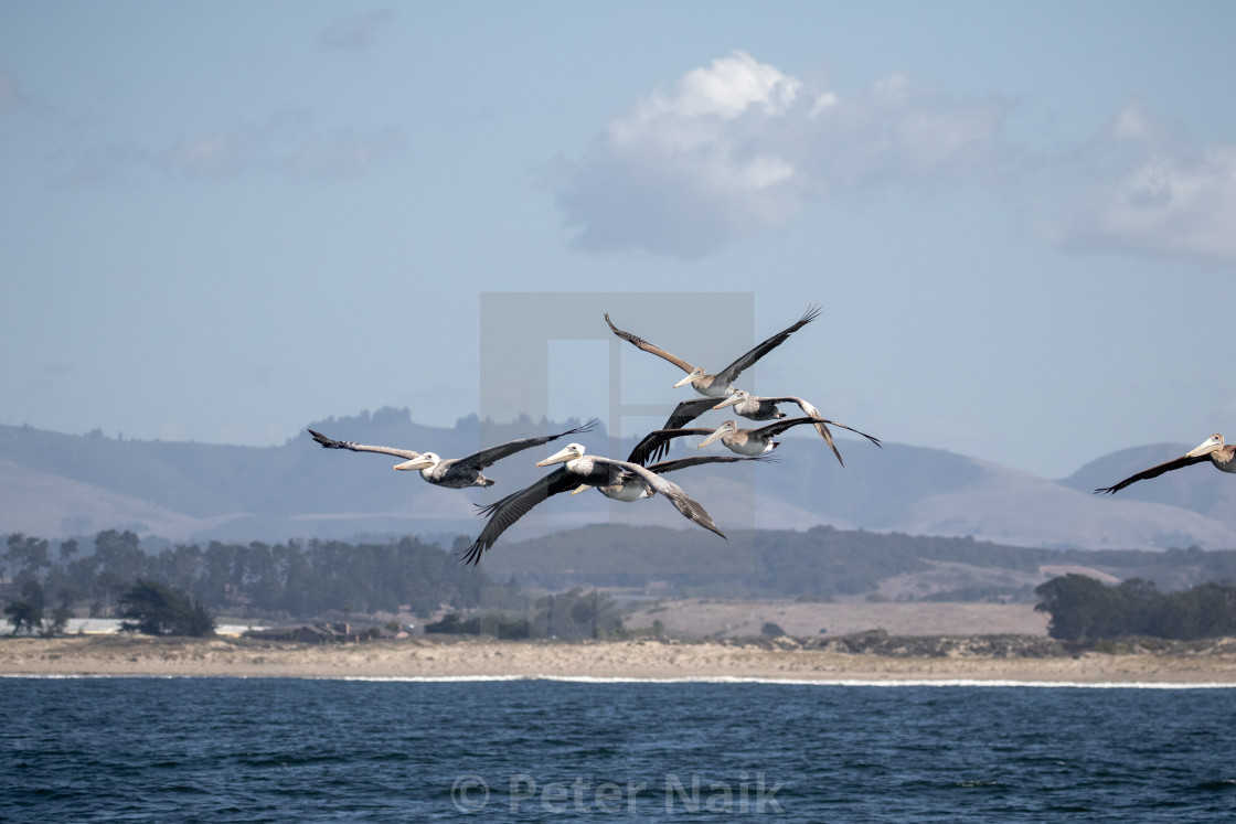 "Pelicans Flocking" by Peter Naik - $22.96 "Pelicans Flocking" stock image