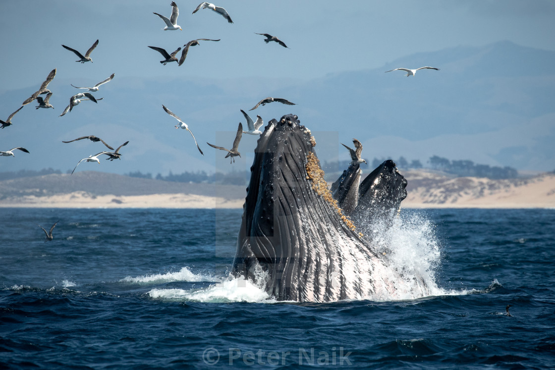 "Humpbacks lunge" by Peter Naik - £15.00 "Humpbacks lunge" stock image