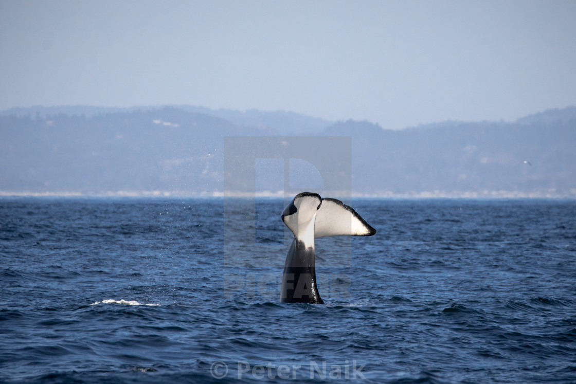 "Killer Whale Fluke" by Peter Naik - $22.93 "Killer Whale Fluke" stock image