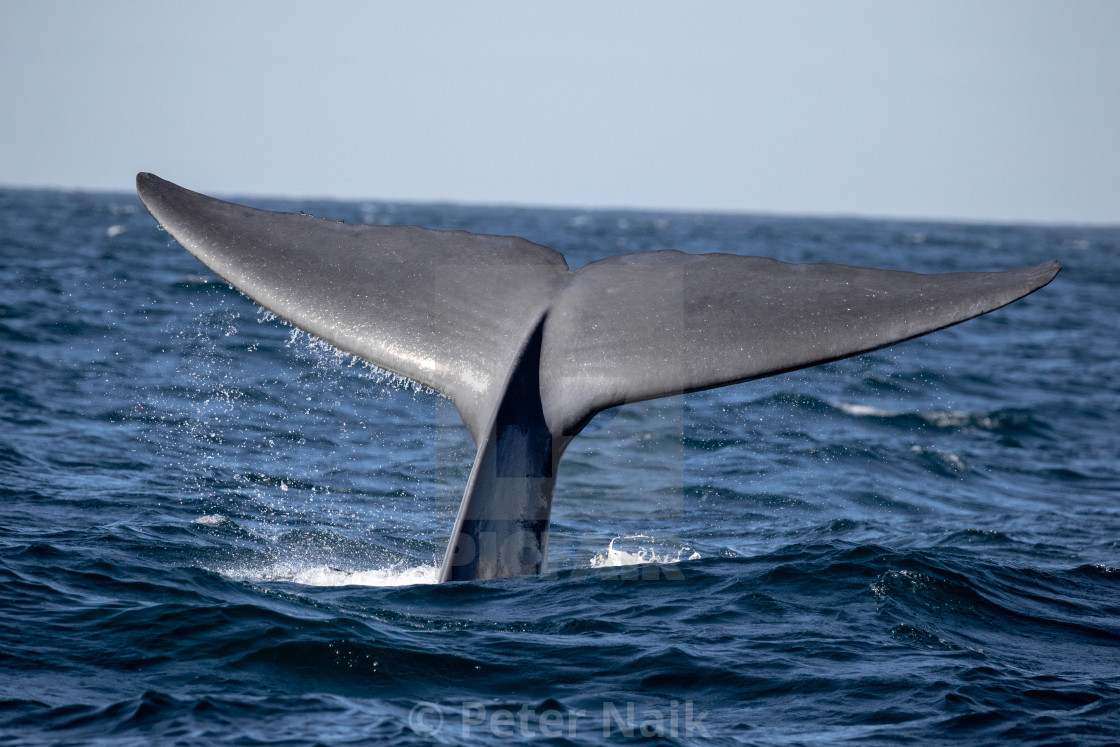 "Blue Whale Fluke" by Peter Naik - $22.93 "Blue Whale Fluke" stock image