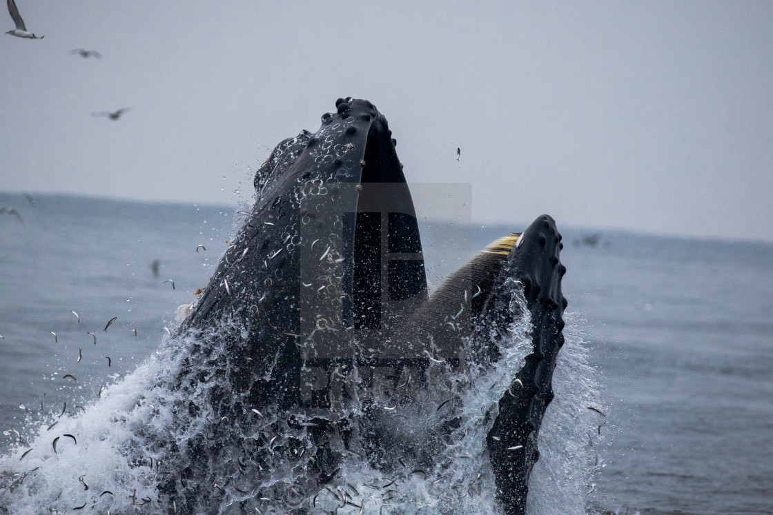 "Anchovy Feast" by Peter Naik - $22.89 "Anchovy Feast" stock image