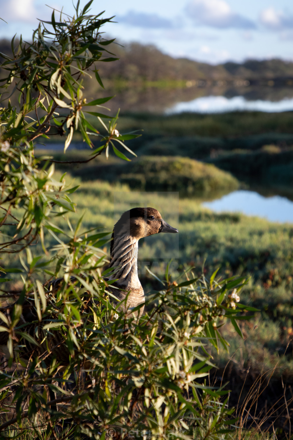 "Nēnē at sunrise" by Peter Naik - £15.00 "Nēnē at sunrise" stock image