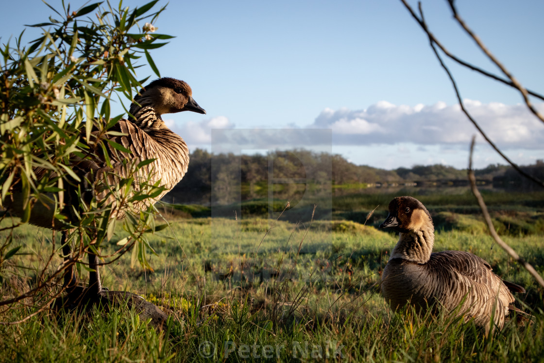 "Nēnē Pair" by Peter Naik - £15.00 "Nēnē Pair" stock image