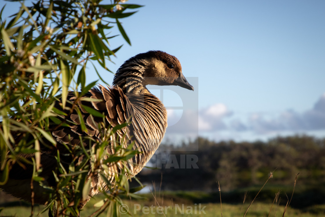 "Nēnē at sunrise" by Peter Naik - £15.00 "Nēnē at sunrise" stock image