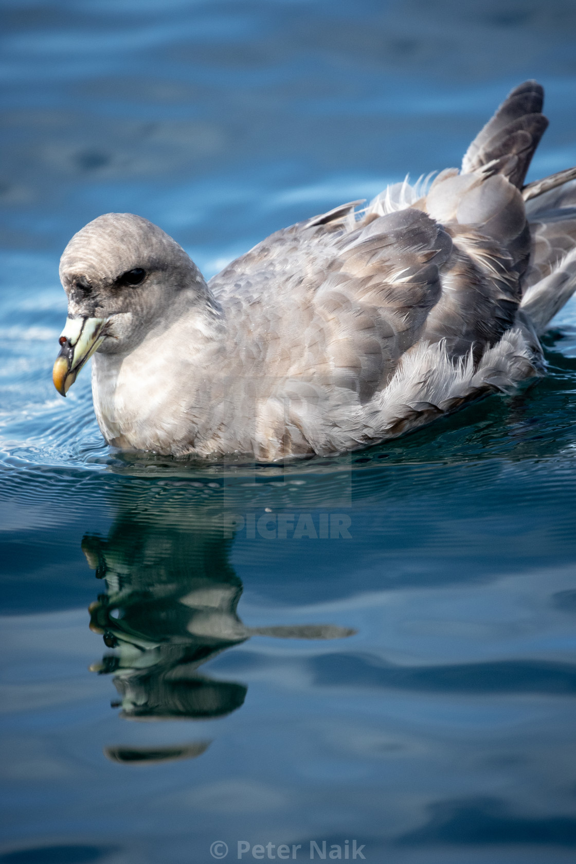 "Northern Fulmar" by Peter Naik - £15.00 "Northern Fulmar" stock image