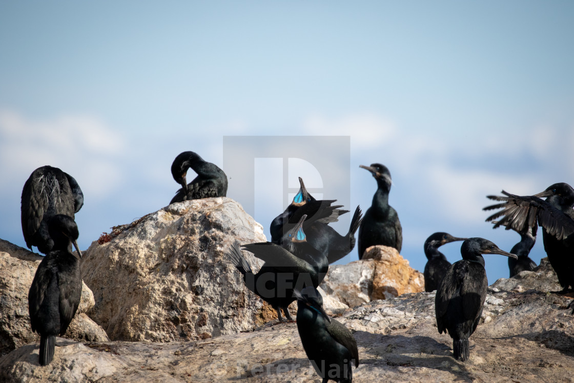 "Brandt's Cormorant" by Peter Naik - $22.93 "Brandt's Cormorant" stock image