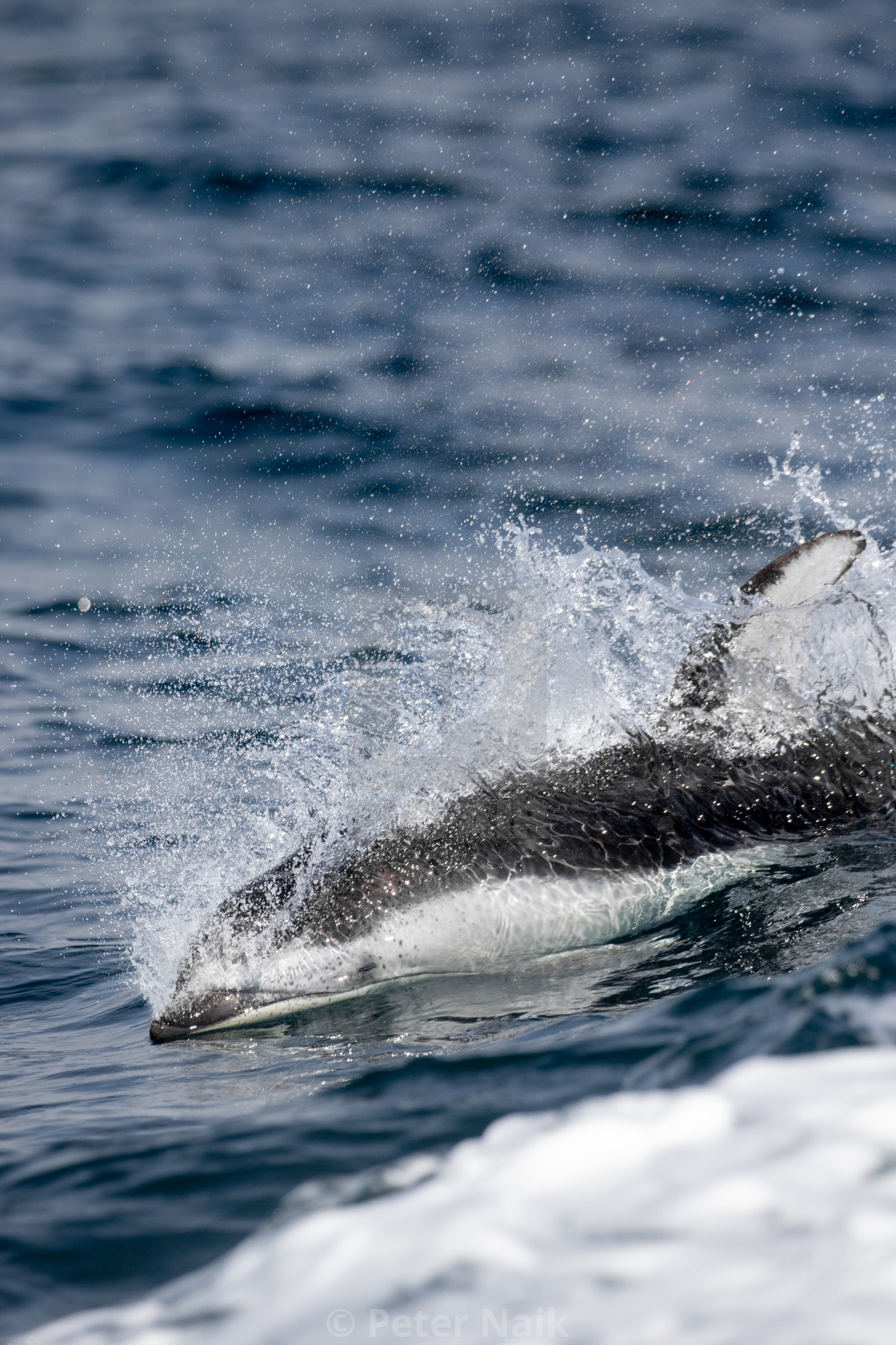 "Pacific White-Sided Dolphin wake-riding" by Peter Naik - $22.93 "Pacific White-Sided Dolphin wake-riding" stock image