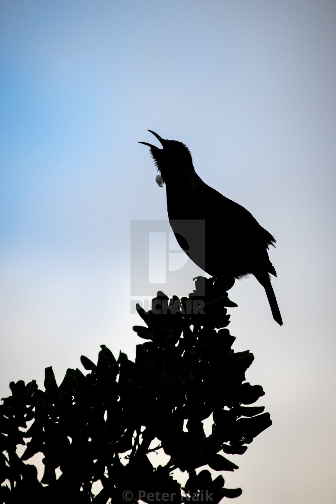 "Tui silhouette" by Peter Naik - $22.93 "Tui silhouette" stock image
