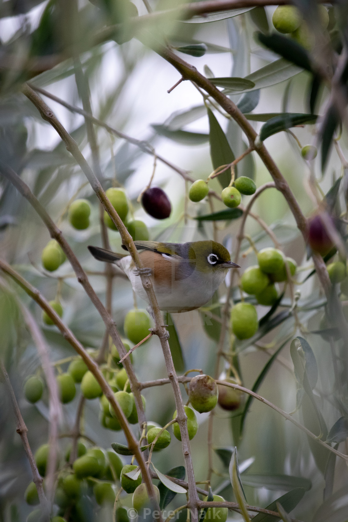 "Silvereye" by Peter Naik - $22.93 "Silvereye" stock image