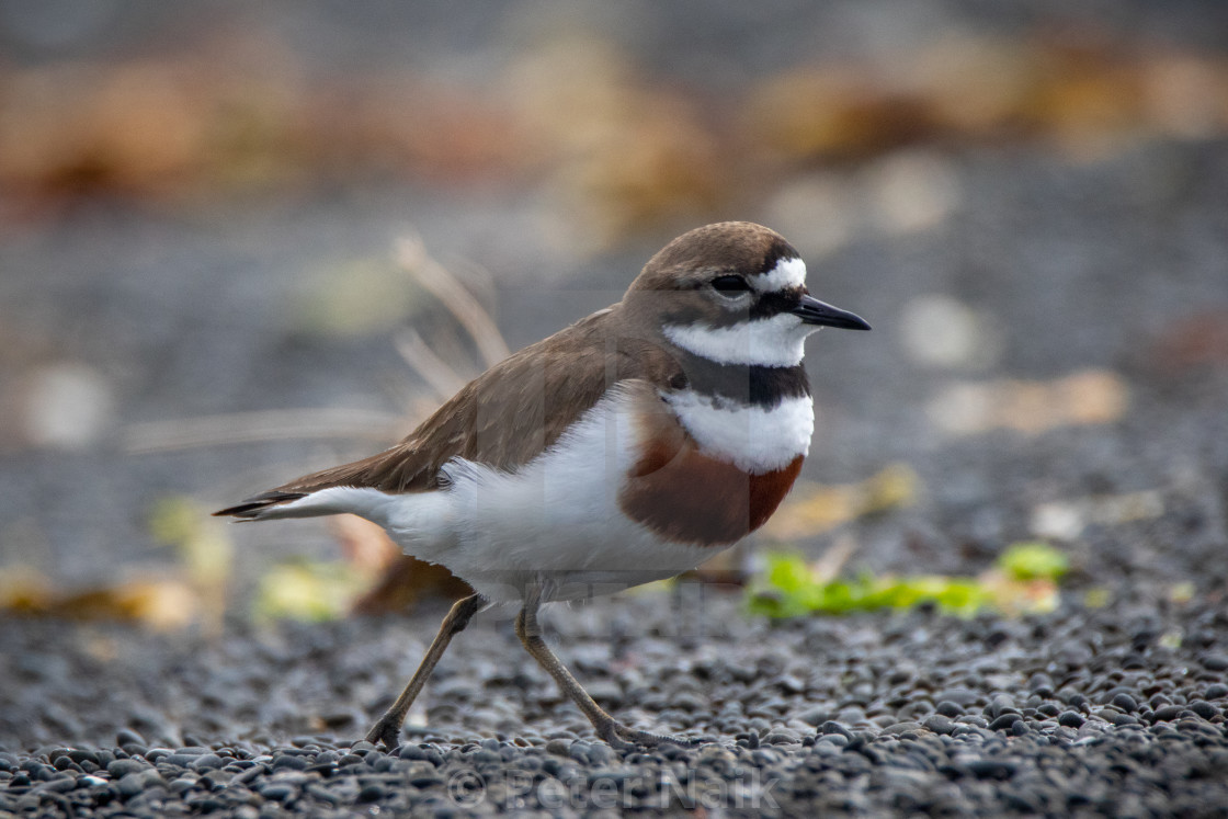 "Banded Dotterel" by Peter Naik - $22.93 "Banded Dotterel" stock image