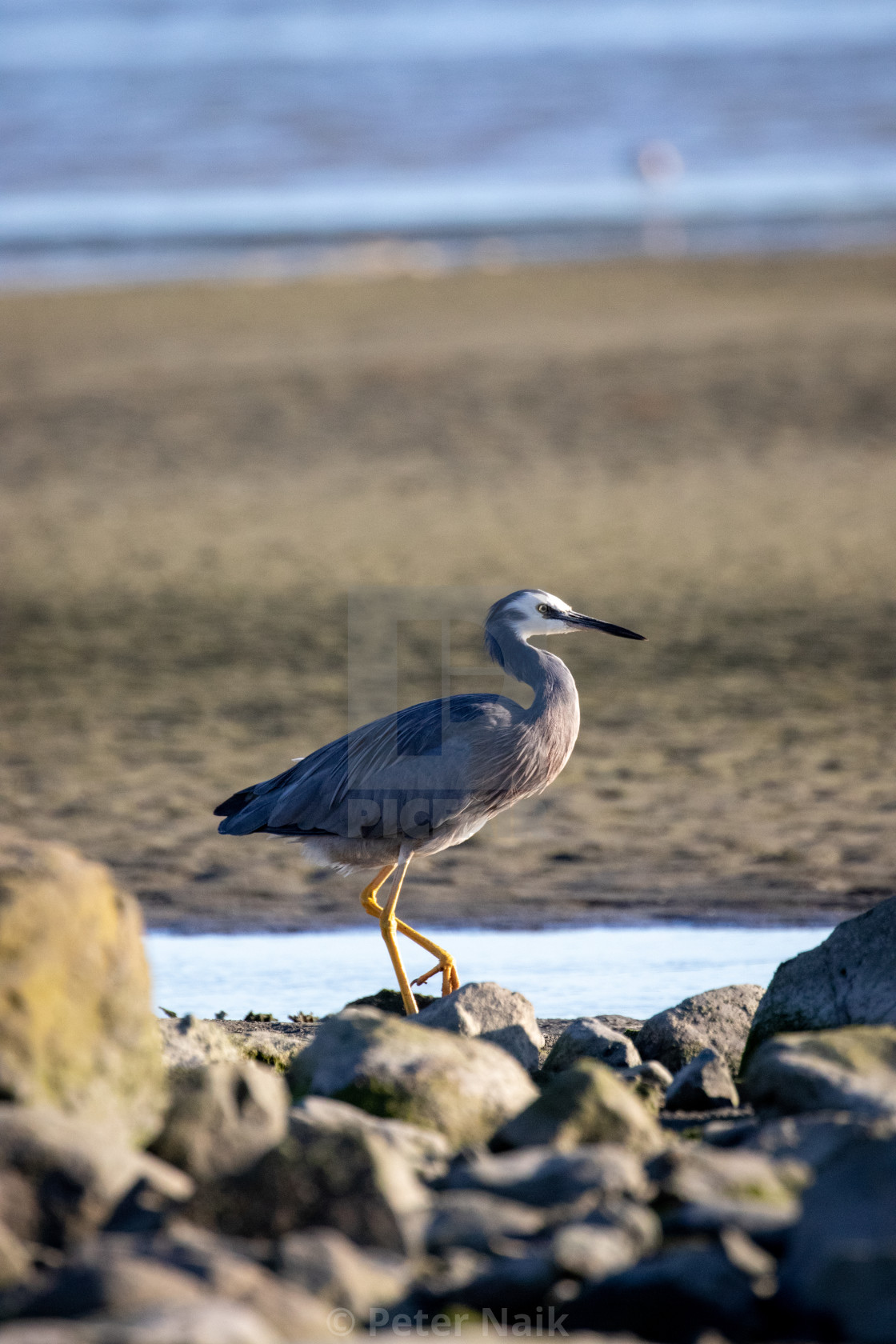 "White-Faced Heron" by Peter Naik - $22.89 "White-Faced Heron" stock image