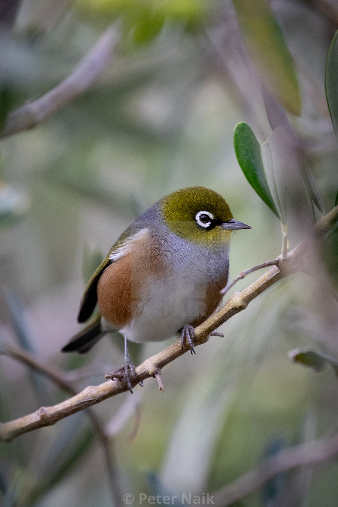 "Silvereye" by Peter Naik - £15.00 "Silvereye" stock image