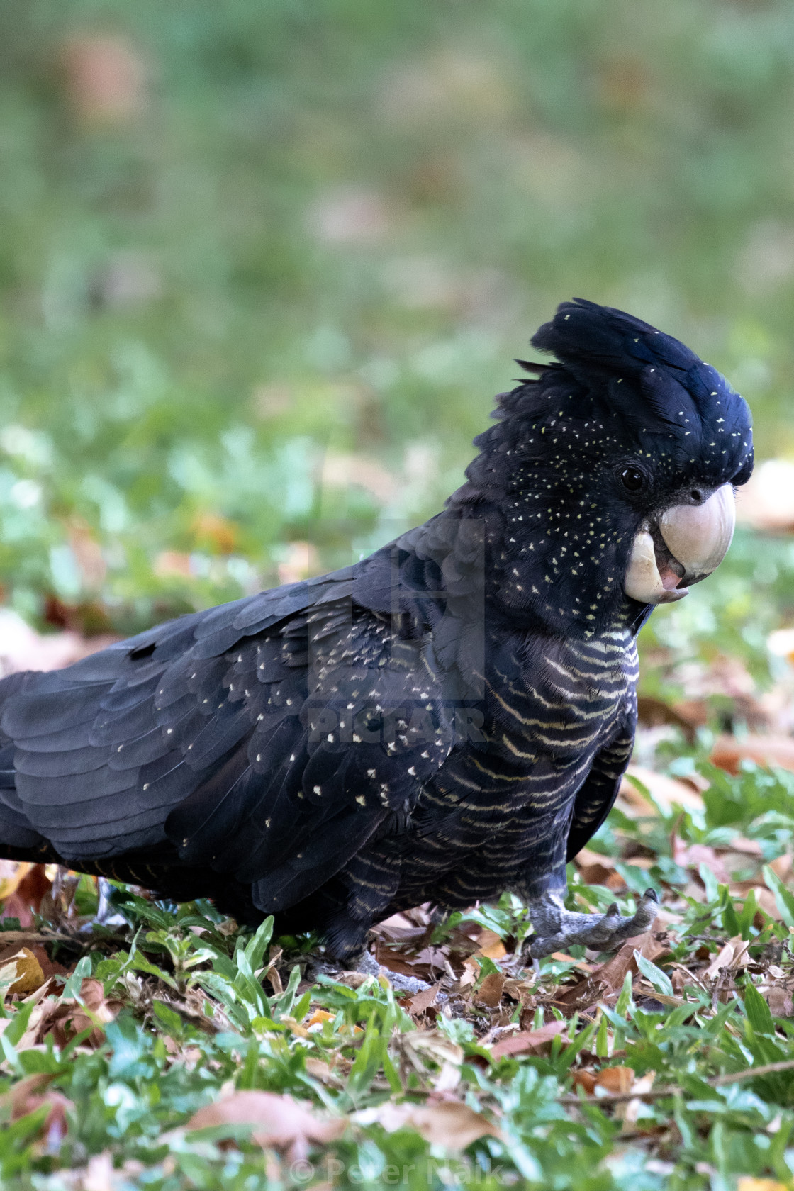 "Red-Tailed Black-Cockatoo" by Peter Naik - $22.93 "Red-Tailed Black-Cockatoo" stock image