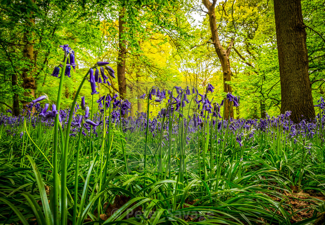 "Bluebells up Close" stock image