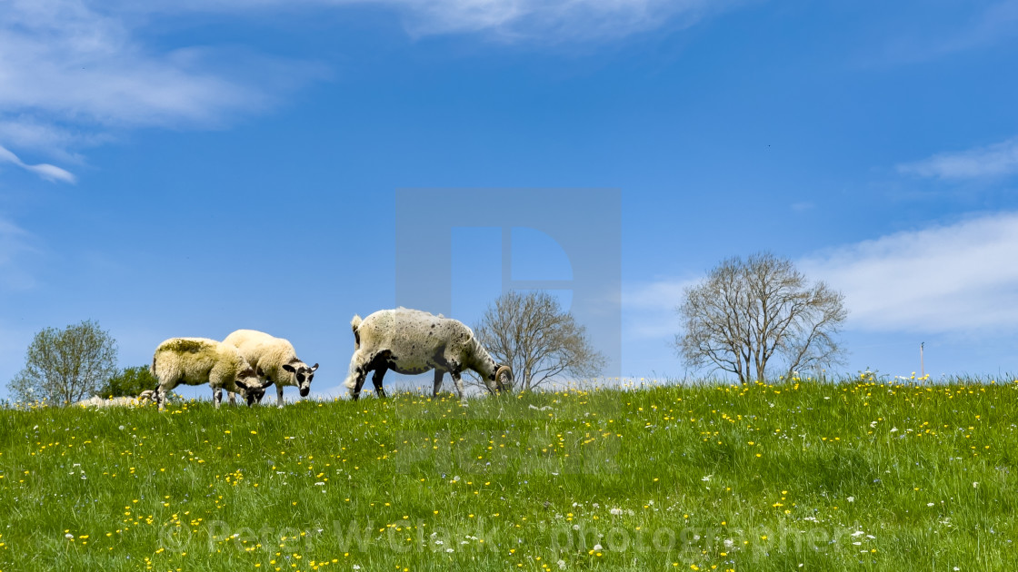 "Sheep Grazing in Swaledale Meadow." by Peter W. Clark - 'photographer' - £15.00 "Sheep Grazing in Swaledale Meadow." stock image