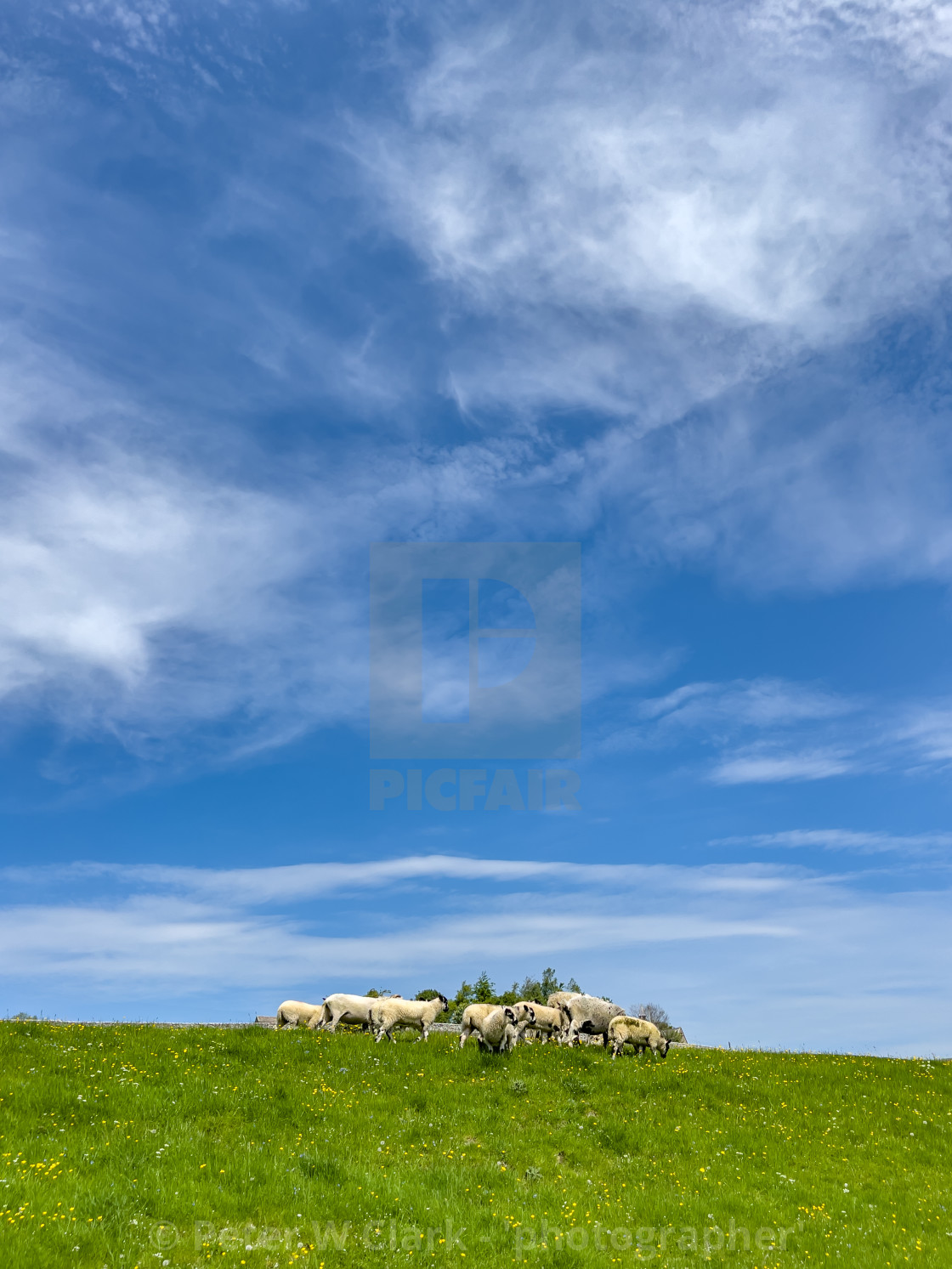 "Sheep Grazing in Swaledale Meadow." by Peter W. Clark - 'photographer' - £15.00 "Sheep Grazing in Swaledale Meadow." stock image