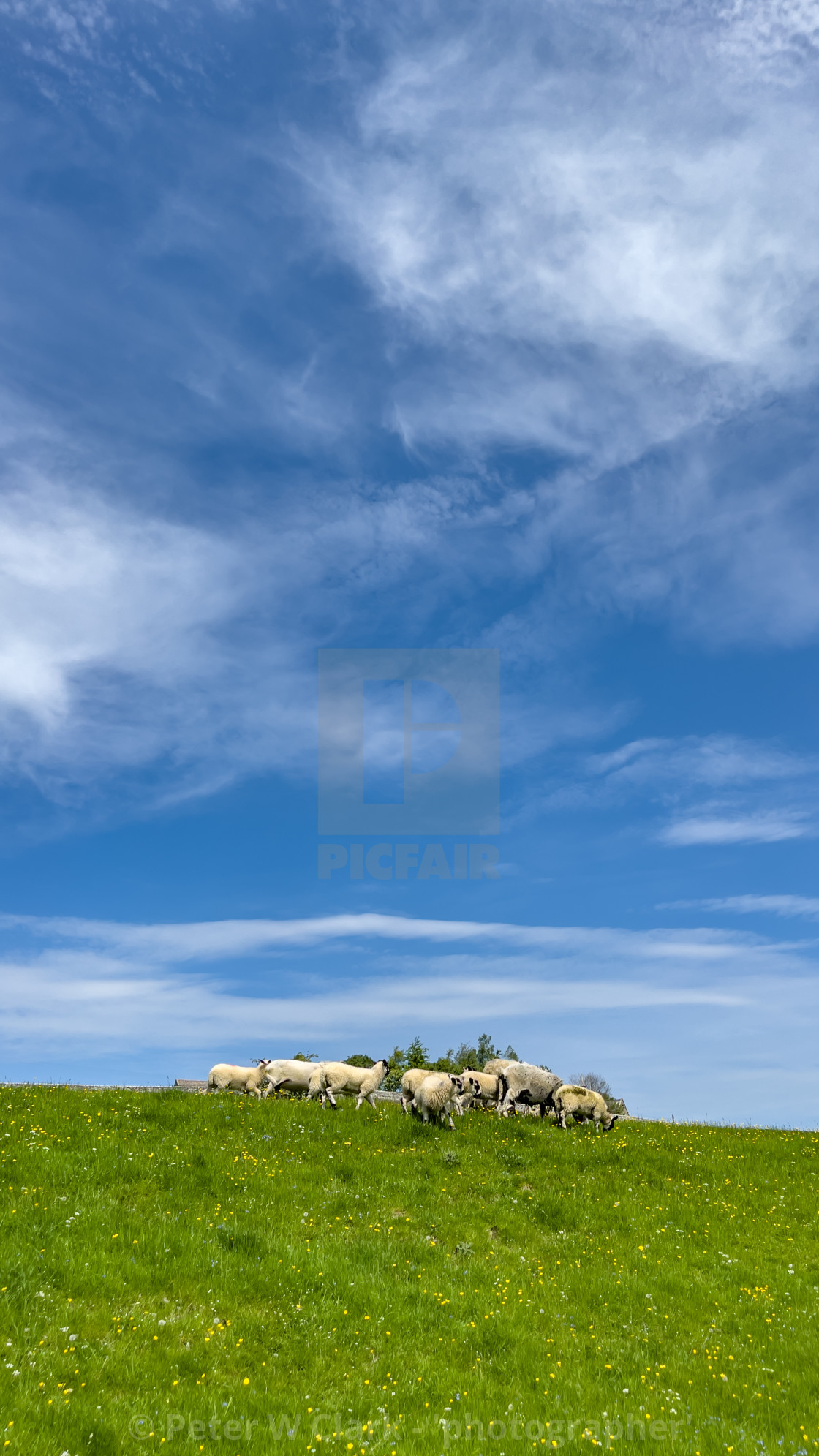 "Sheep Grazing in Swaledale Meadow." by Peter W. Clark - 'photographer' - £15.00 "Sheep Grazing in Swaledale Meadow." stock image