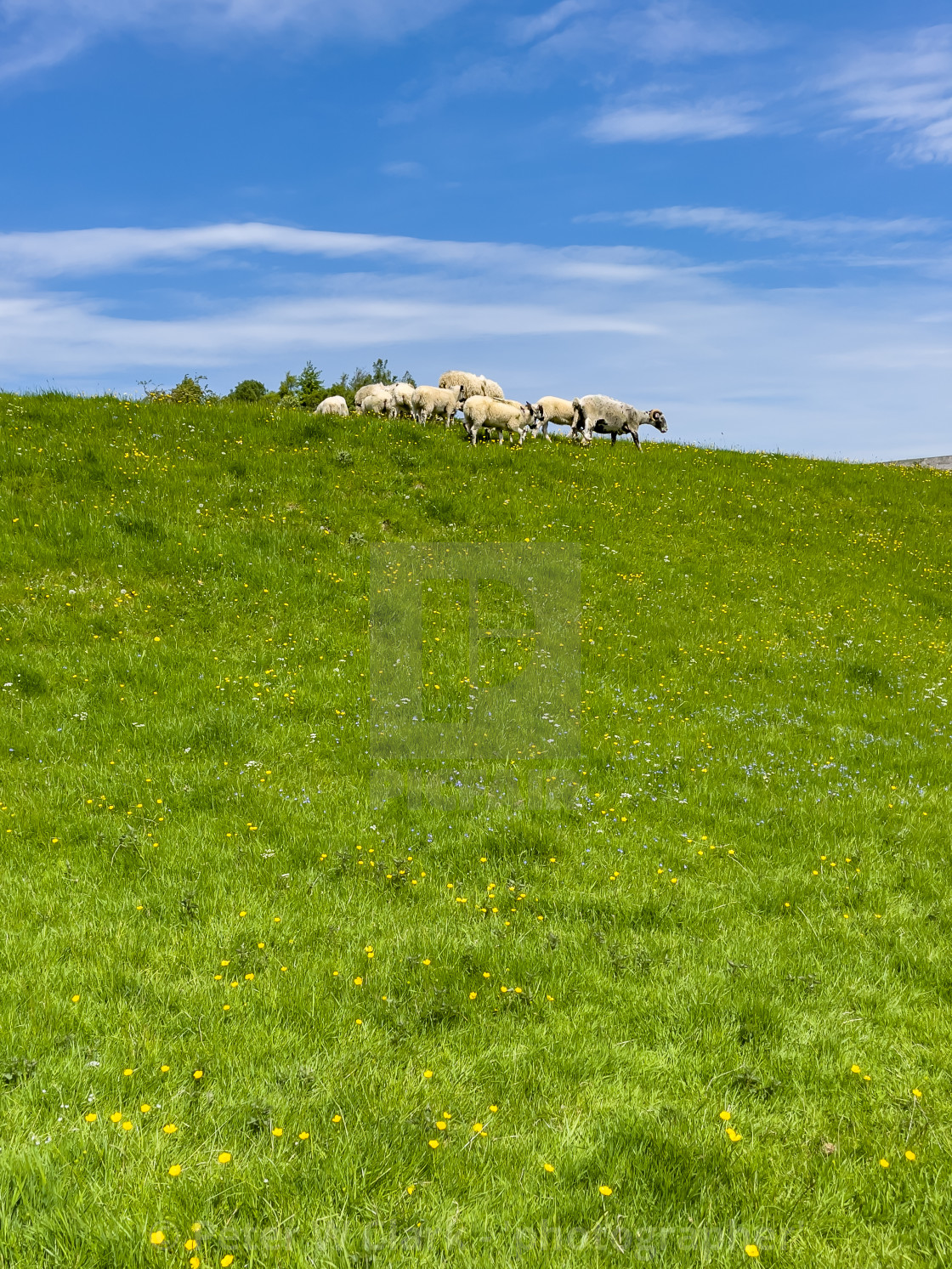 "Sheep Grazing in Swaledale Meadow." by Peter W. Clark - 'photographer' - £15.00 "Sheep Grazing in Swaledale Meadow." stock image