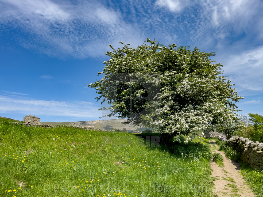 "Swaledale Wild Flower Meadow and Field Barn near Reeth." by Peter W. Clark - 'photographer' - £15.00 "Swaledale Wild Flower Meadow and Field Barn near Reeth." stock image