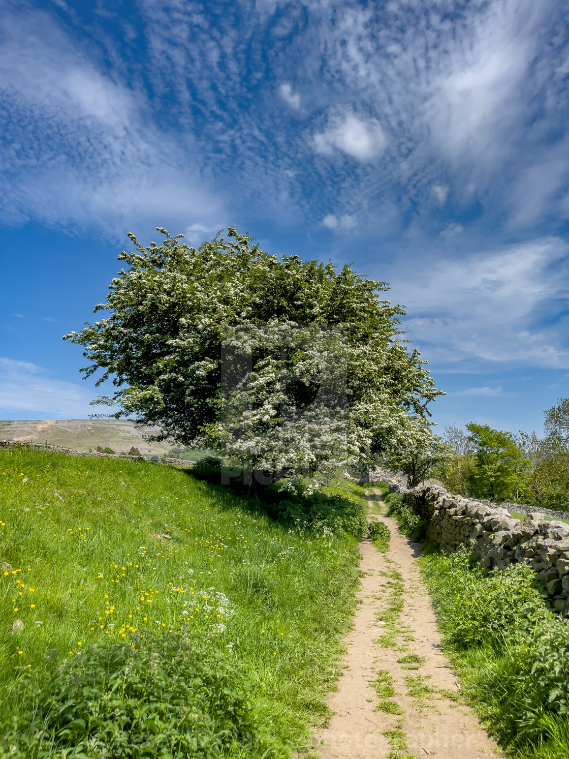 "Swaledale Wild Flower Meadow and Footpath near Reeth." stock image