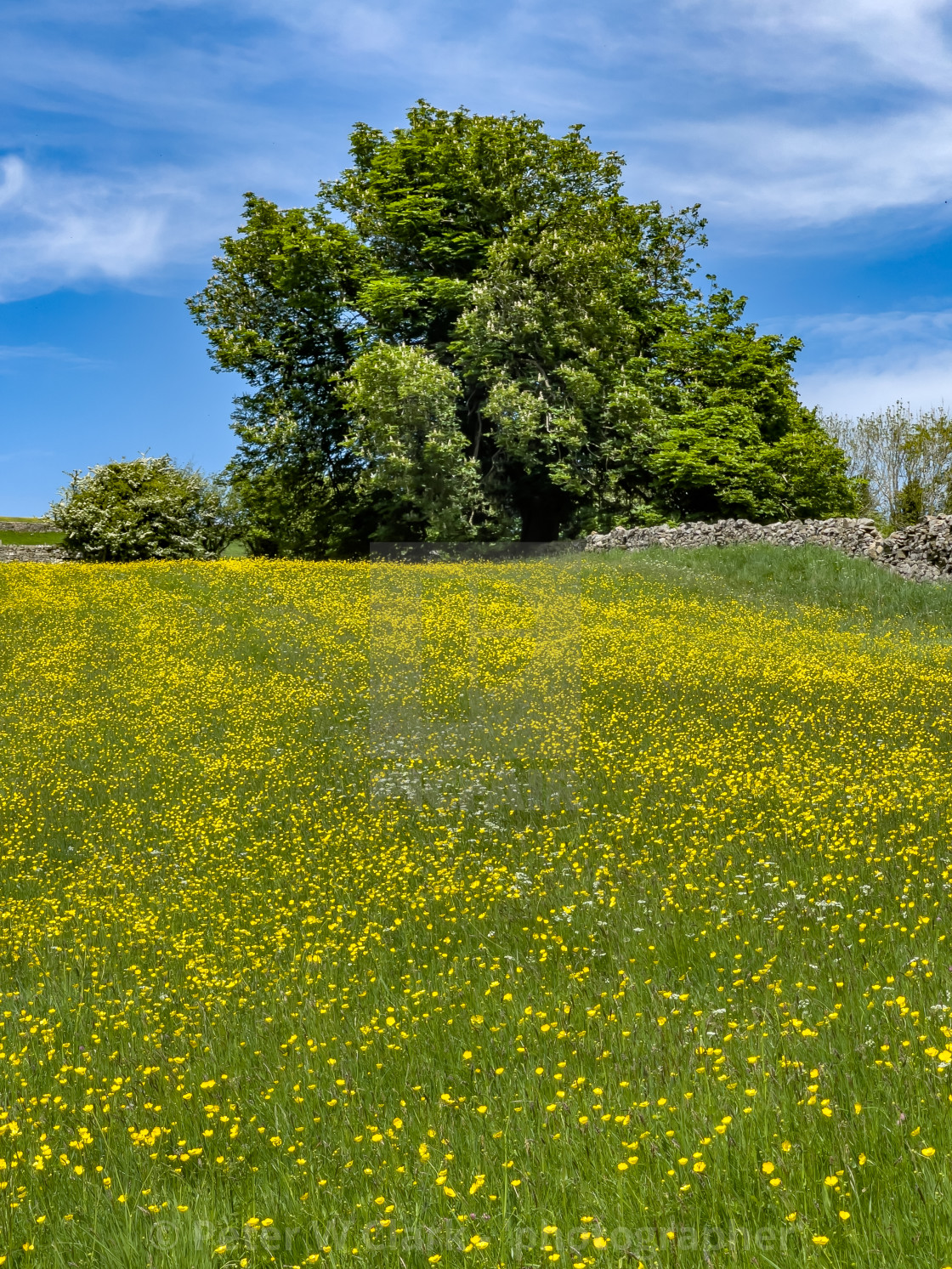 "Swaledale Wild Flower Meadow near Reeth." by Peter W. Clark - 'photographer' - £15.00 "Swaledale Wild Flower Meadow near Reeth." stock image