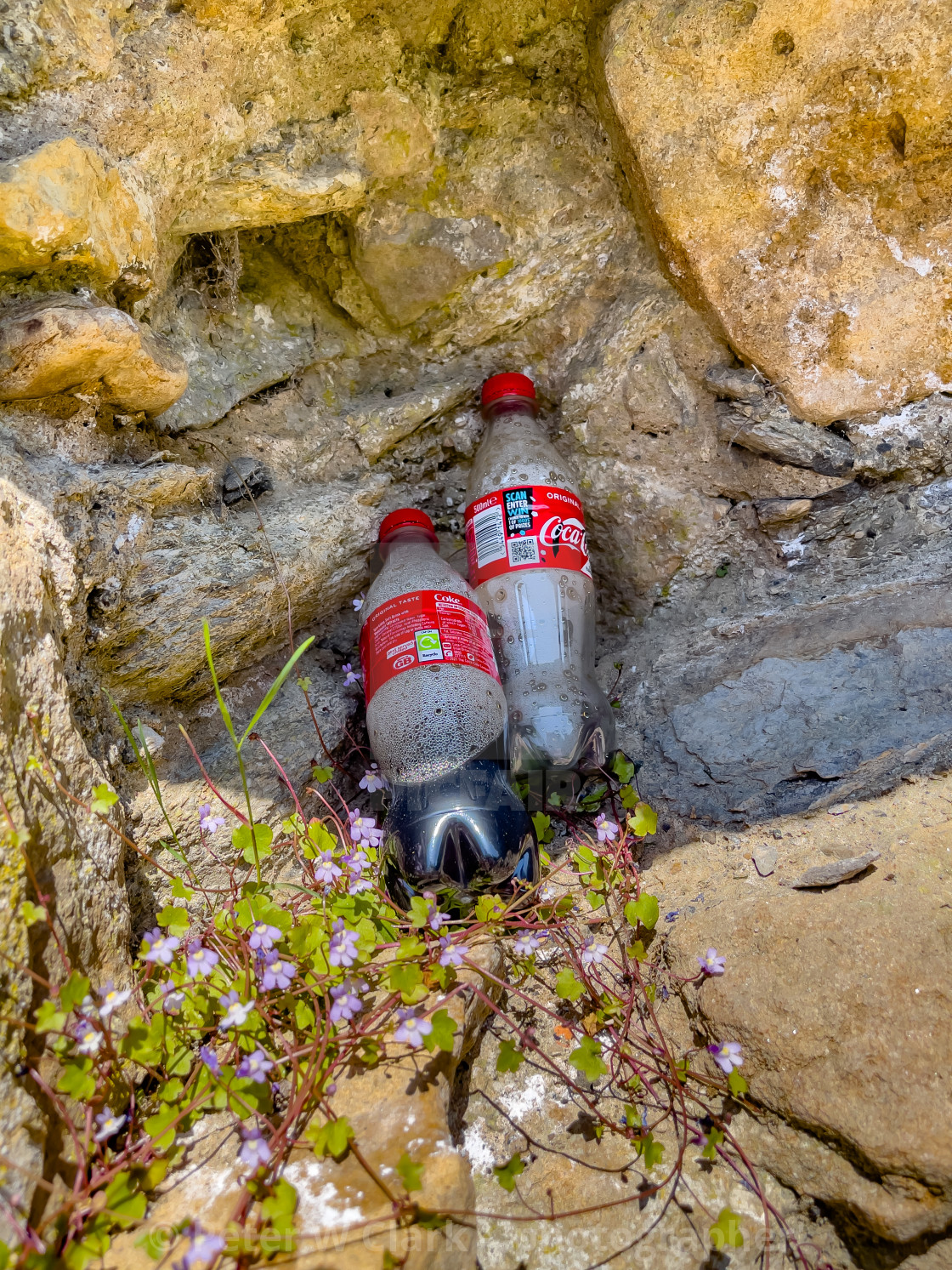 "Plastic Drink Bottle Waste in Wall, Easby Abbey, Richmond." by Peter W. Clark - 'photographer' - £12.00 "Plastic Drink Bottle Waste in Wall, Easby Abbey, Richmond." stock image