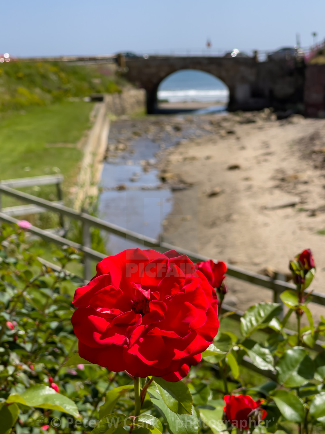 "Red Rose in Bloom" by Peter W. Clark - 'photographer' - £7.00 "Red Rose in Bloom" stock image
