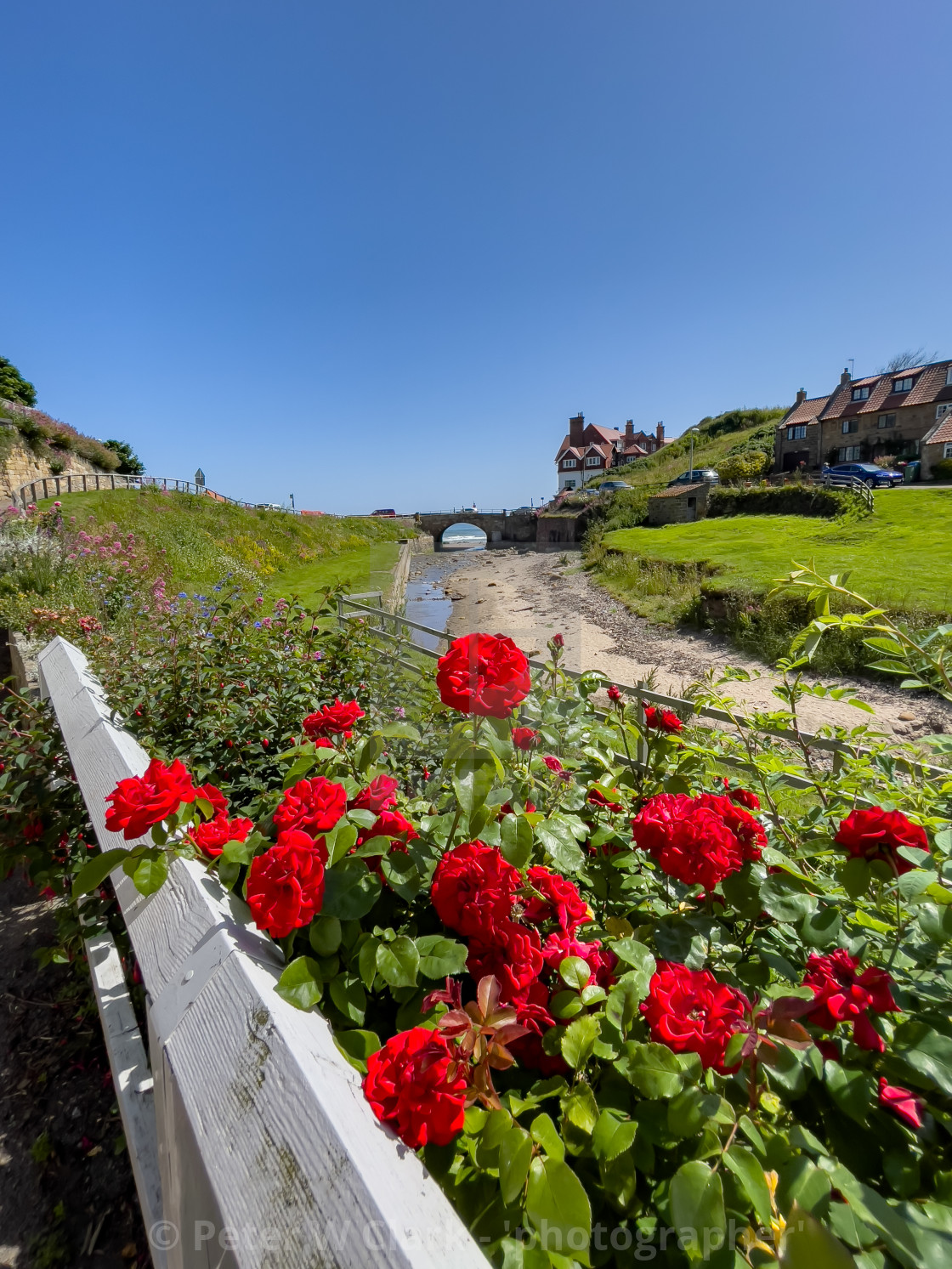 "Red Roses in Bloom" by Peter W. Clark - 'photographer' - £10.00 "Red Roses in Bloom" stock image