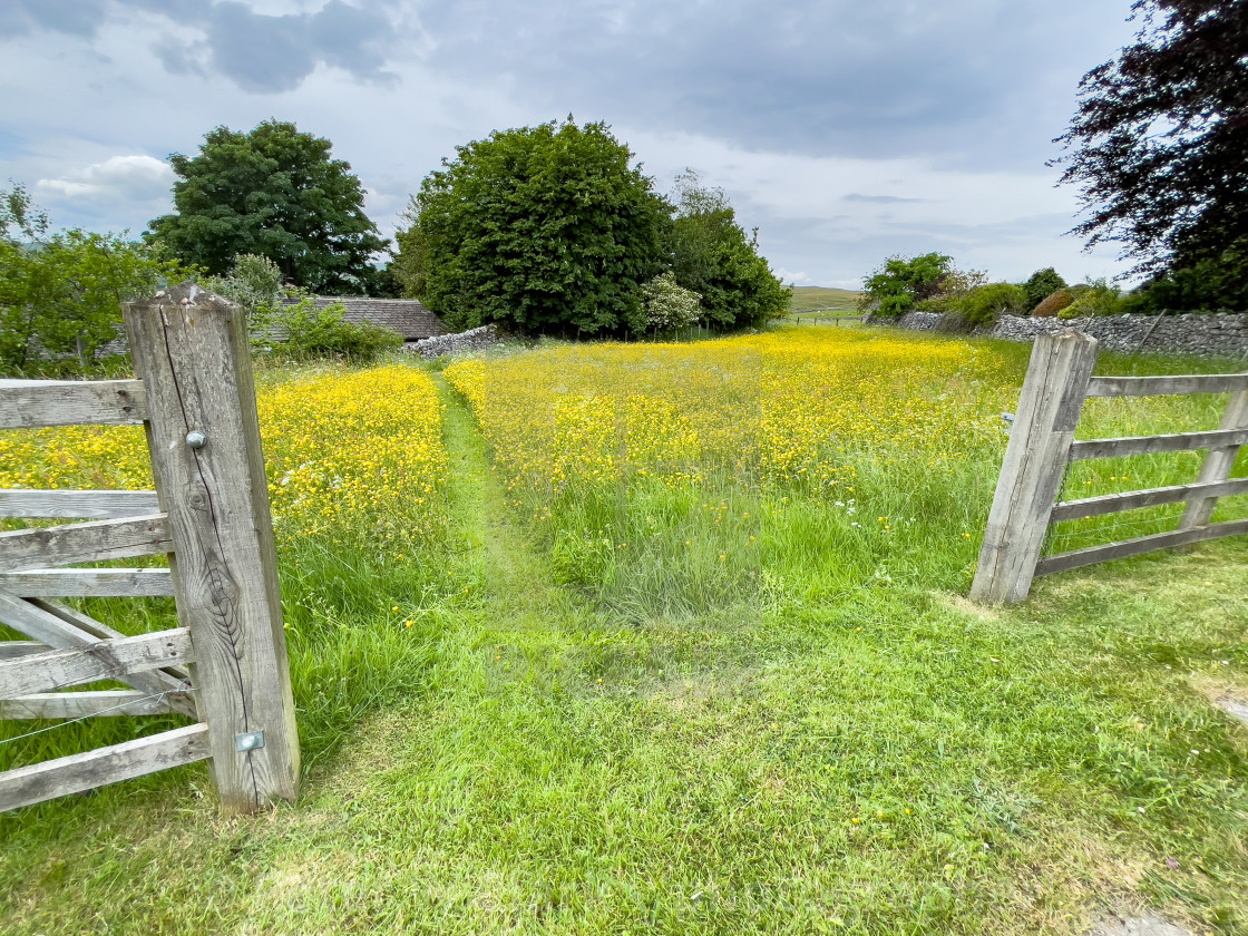 "Grassington Wild Flower Meadow, Yorkshire Dales." by Peter W. Clark - 'photographer' - £12.00 "Grassington Wild Flower Meadow, Yorkshire Dales." stock image