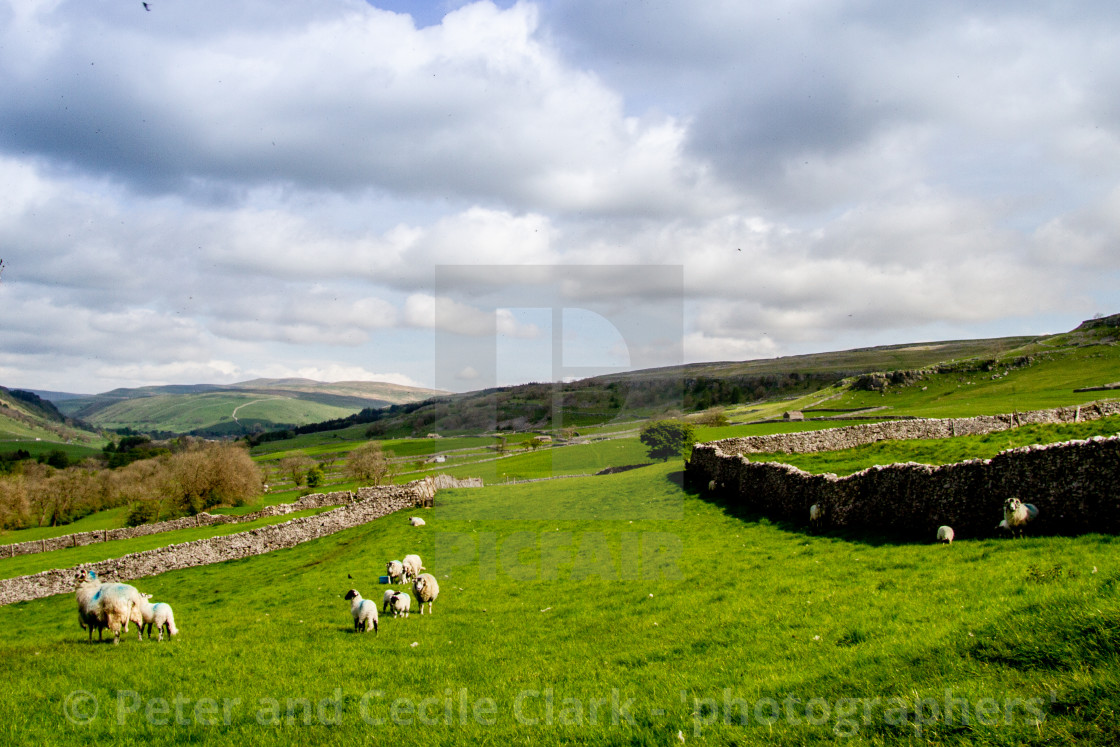 "Sheep in Yorkshire Dales" stock image