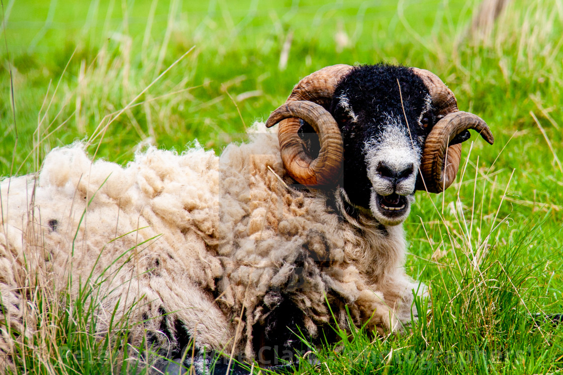 "Swaledale Sheep in Yorkshire Dales" stock image