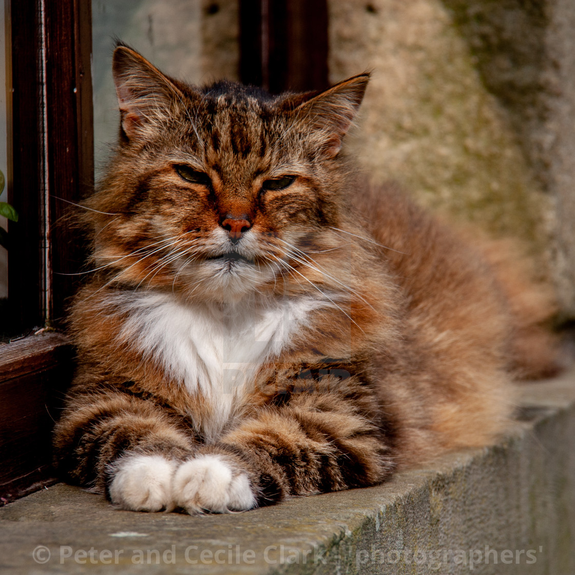 "Sleepy Cat" stock image