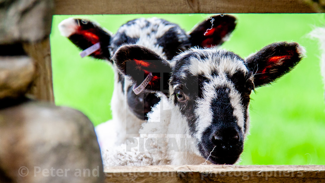 "Swaledale Spring Lambs looking through fence" stock image