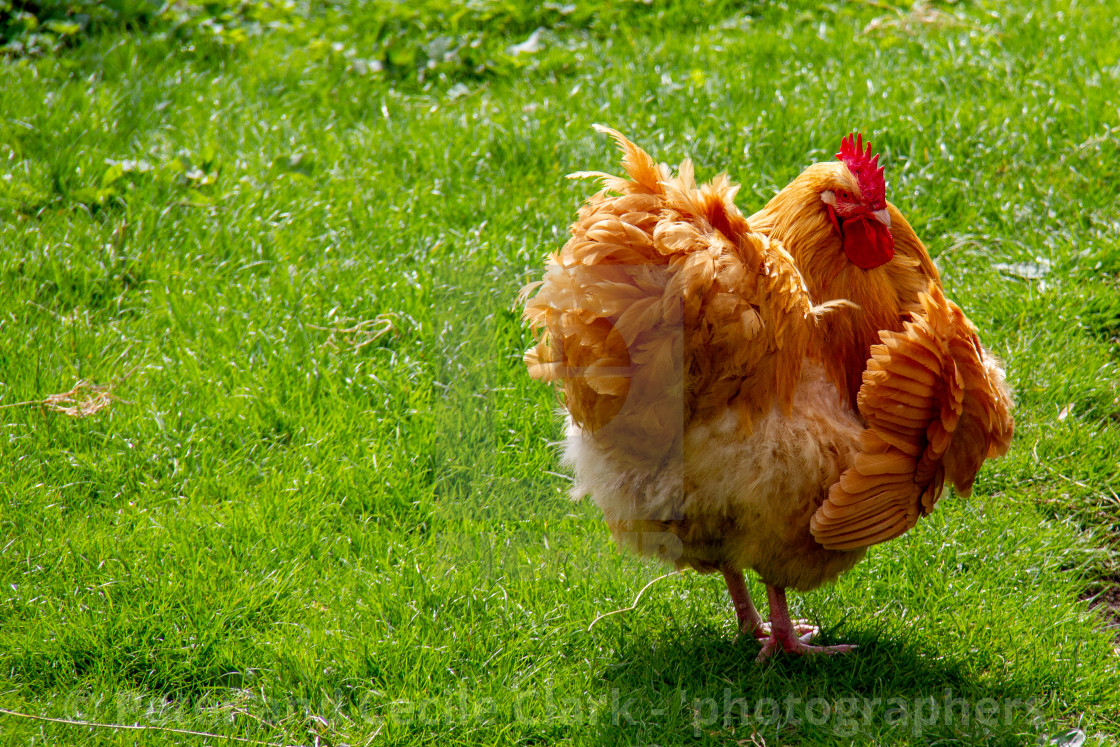 "Buff Orpington Chicken in grass field in Yorkshire Dales" stock image