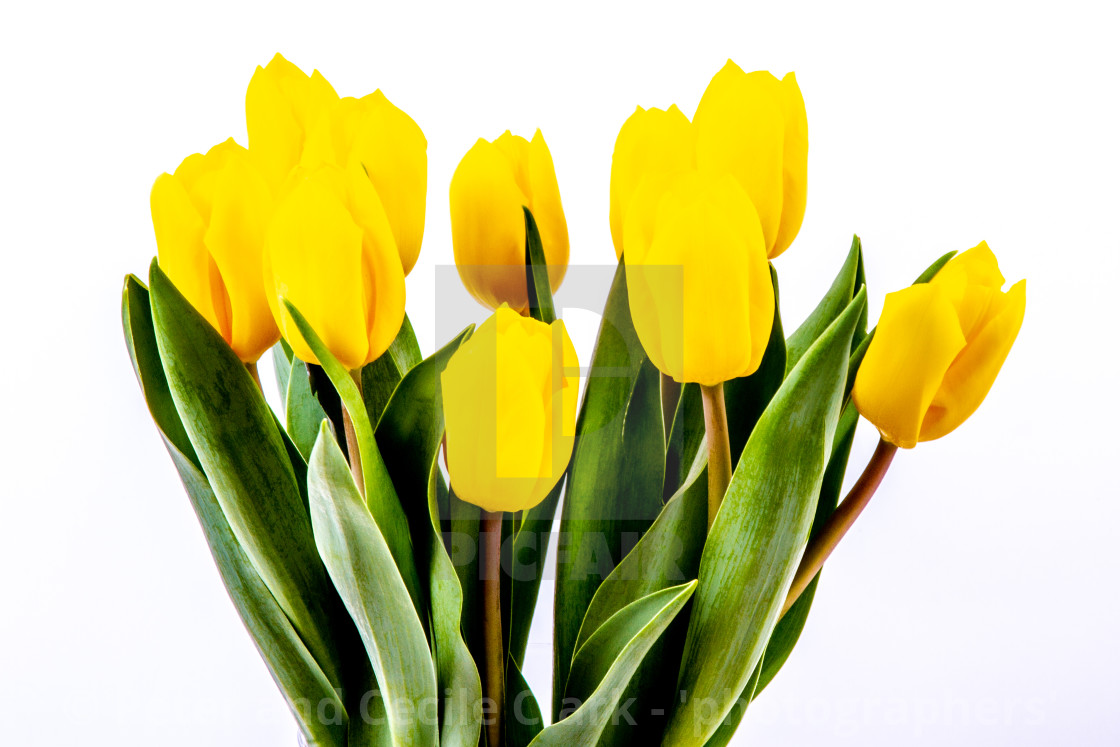 "Bright Yellow Daffodils" stock image