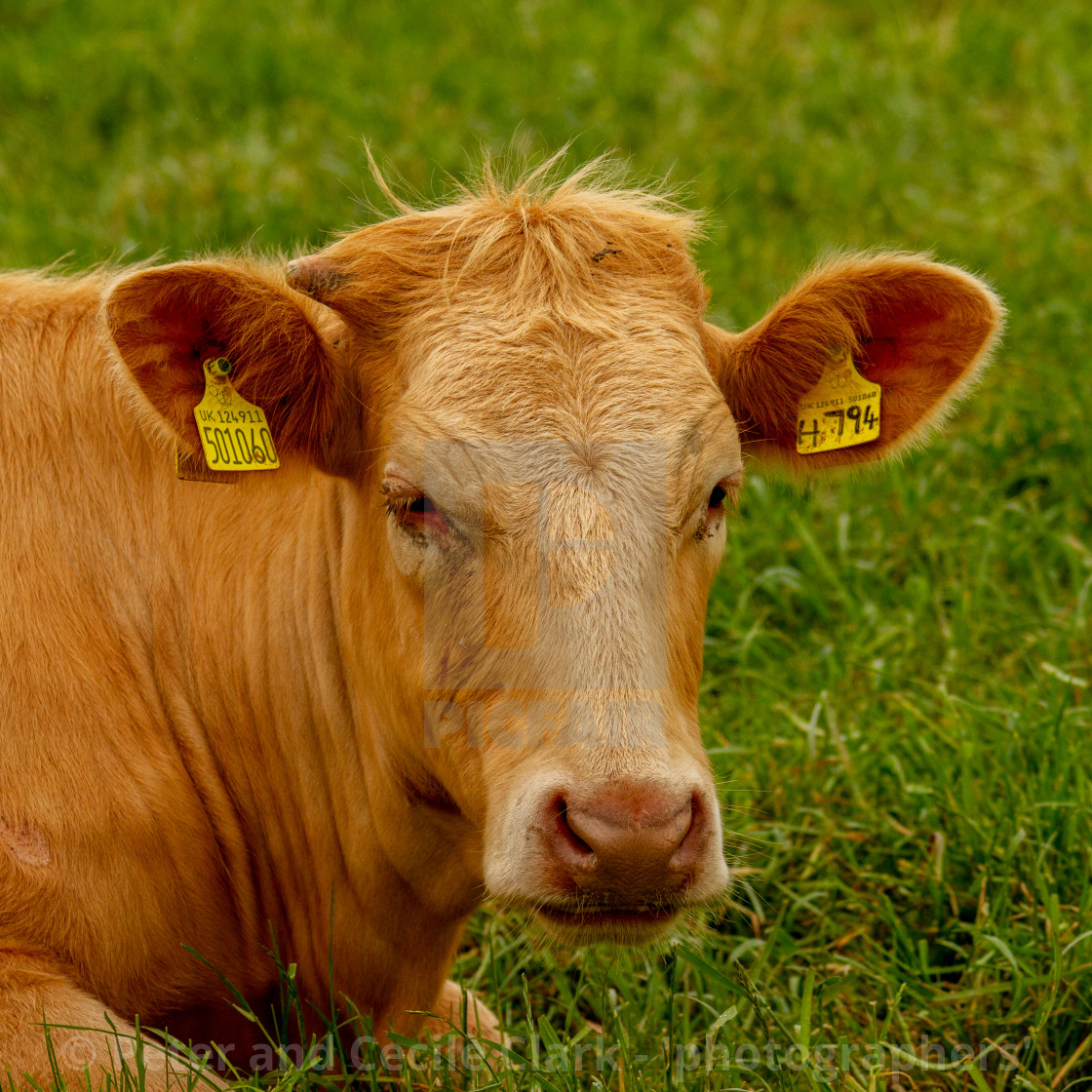 "Limousine Cow Reclining in Yorkshire East Coast Meadow." stock image