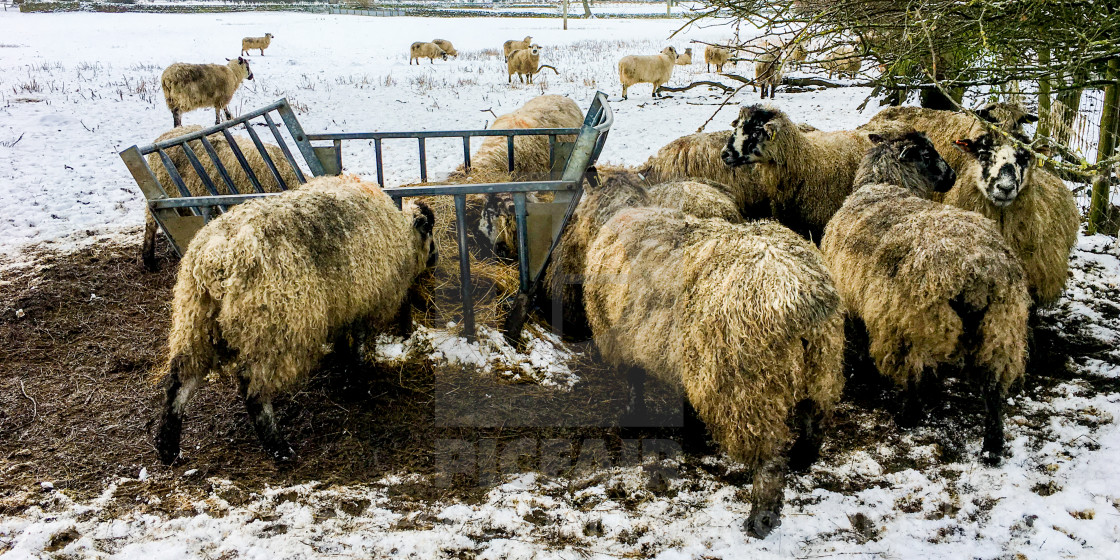 "Swaledale Sheep eating silage/hay from a feeder in a Snow Covered Field" stock image