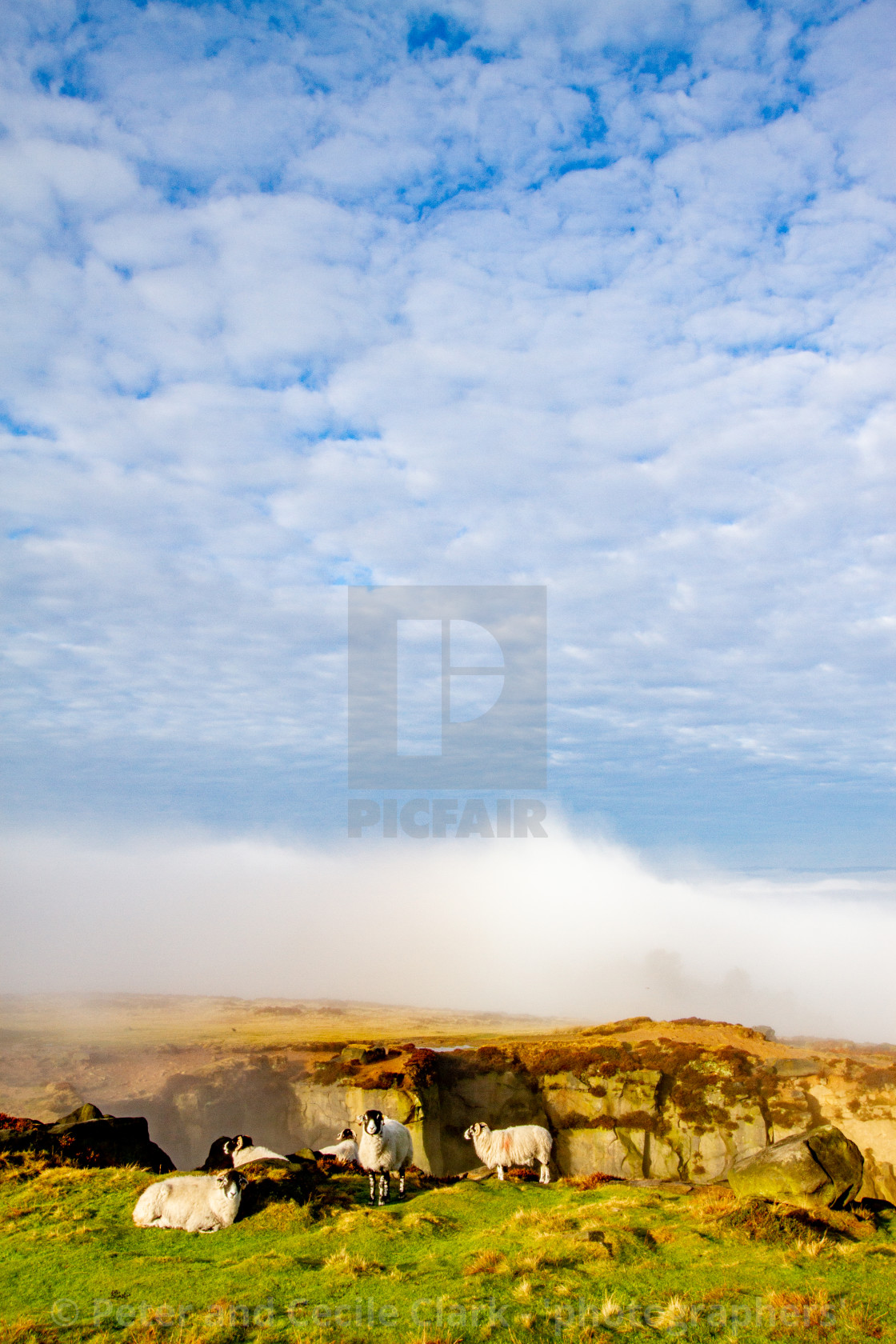 "Ilkley Moor in Early Morning Mist. Sheep to Foreground." stock image