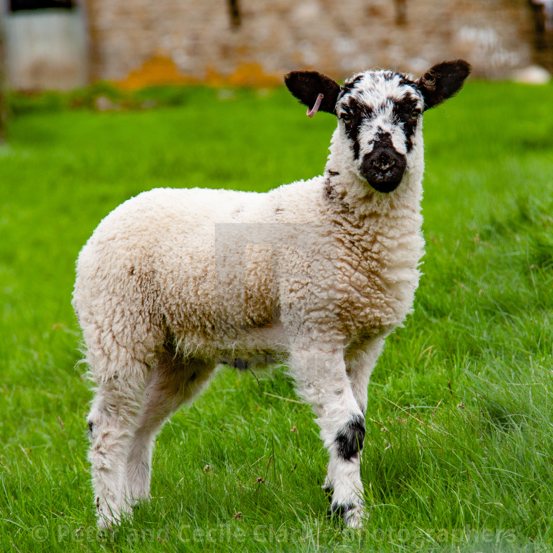 "Swaledale Lamb in Yorkshire Dales" stock image