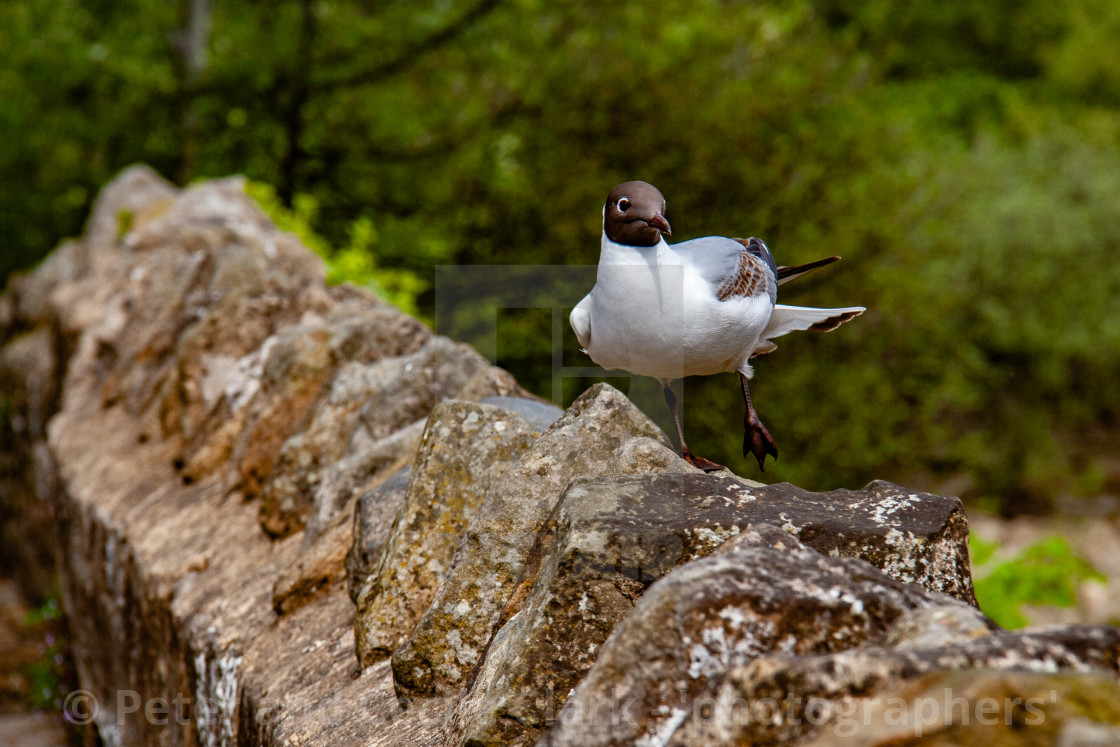 "Black Headed Gull" stock image