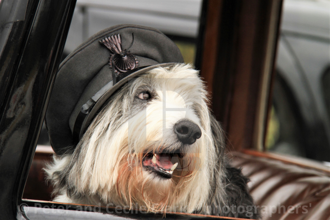 "Old English Sheepdog Wearing a Chauffeurs Cap" stock image