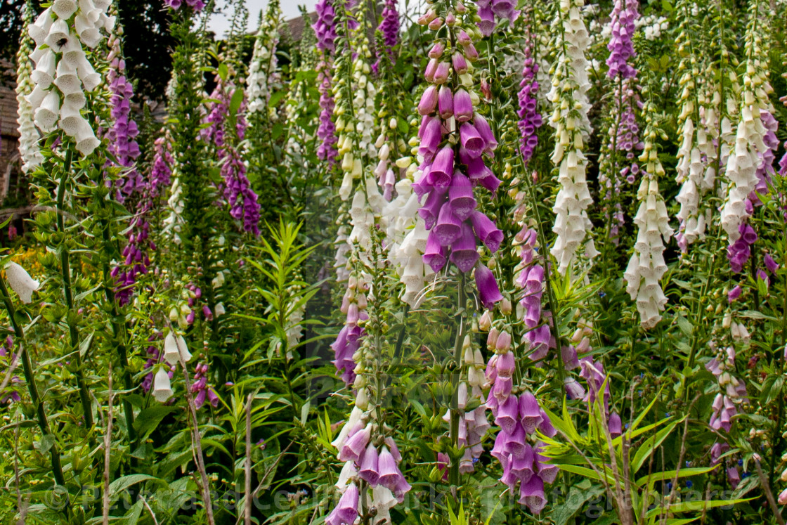 "Flowering White and Purple Foxgloves" stock image