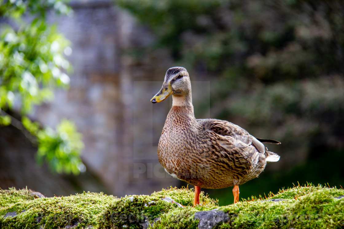 "Mallard Female Duck" stock image