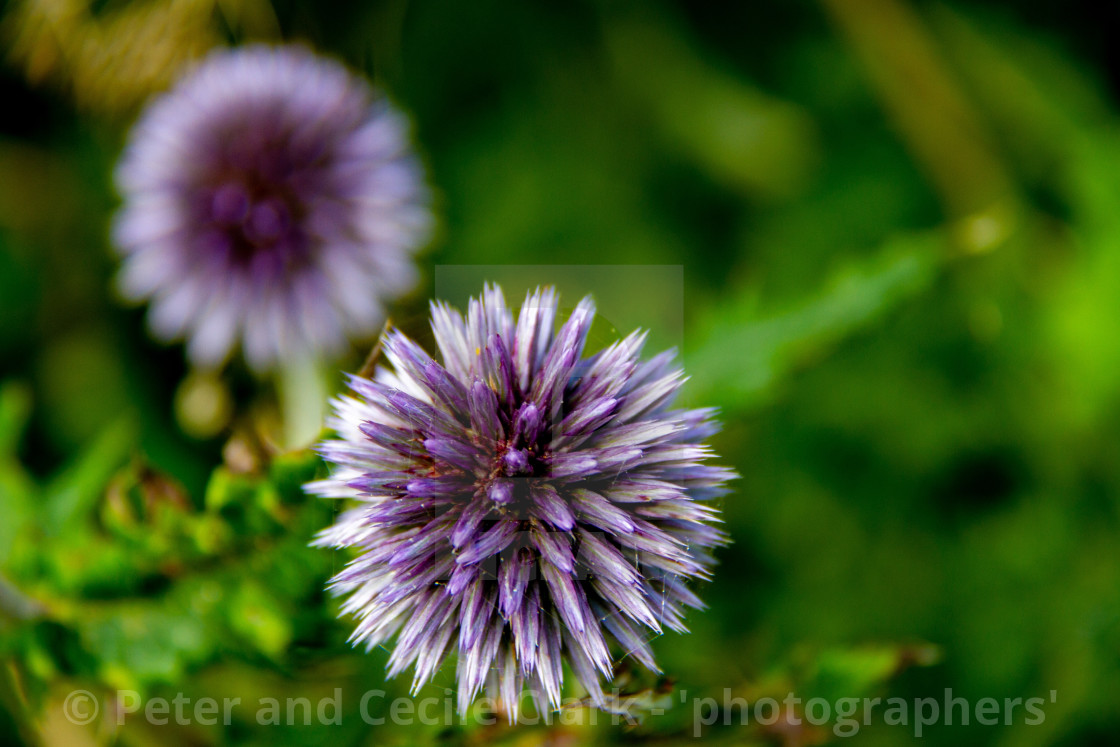 "Echinops Flowering Plant" stock image