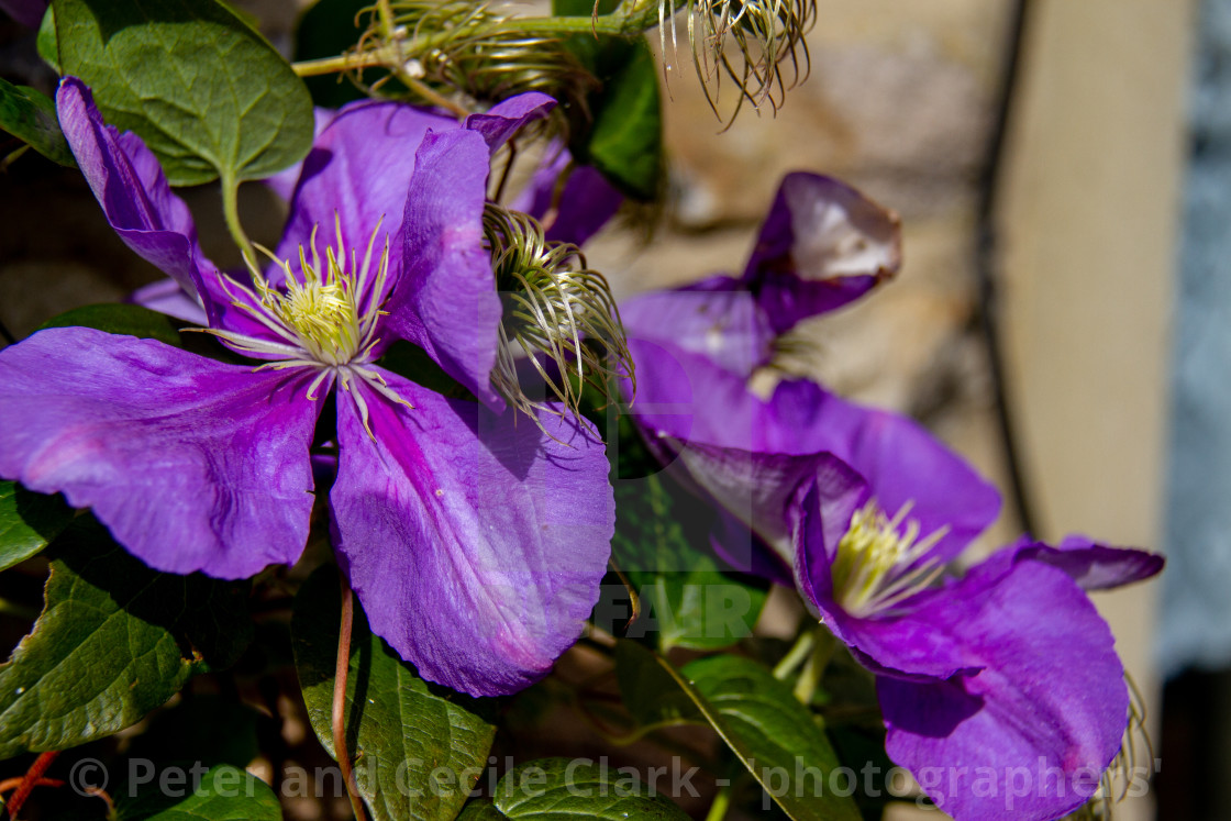 "Clematis Purple Jackmani" stock image