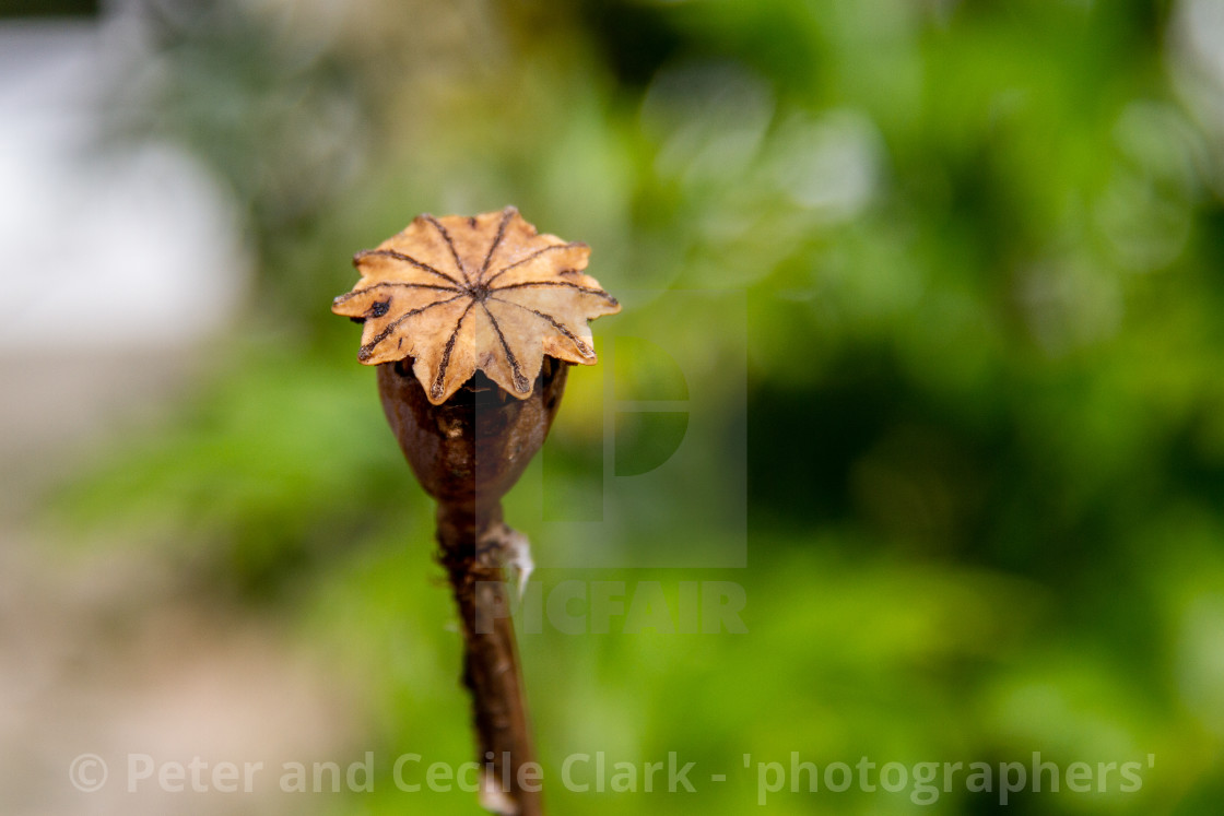 "Poppyhead." stock image