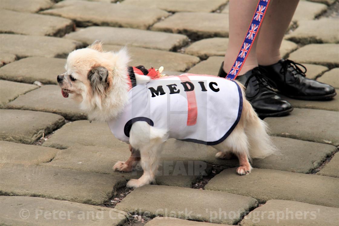 "Long Haired Chihuahua Dog Wearing 'Medic' Coat" stock image