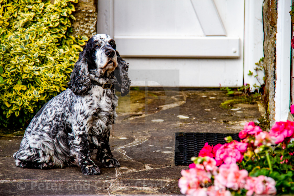 "Black and White English Cocker Spaniel" stock image